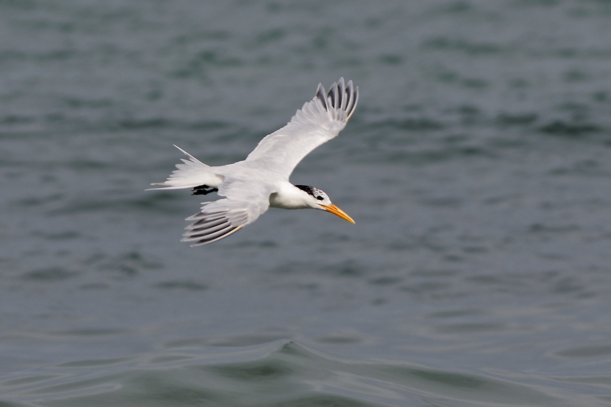 West African Crested Tern - ML545166291