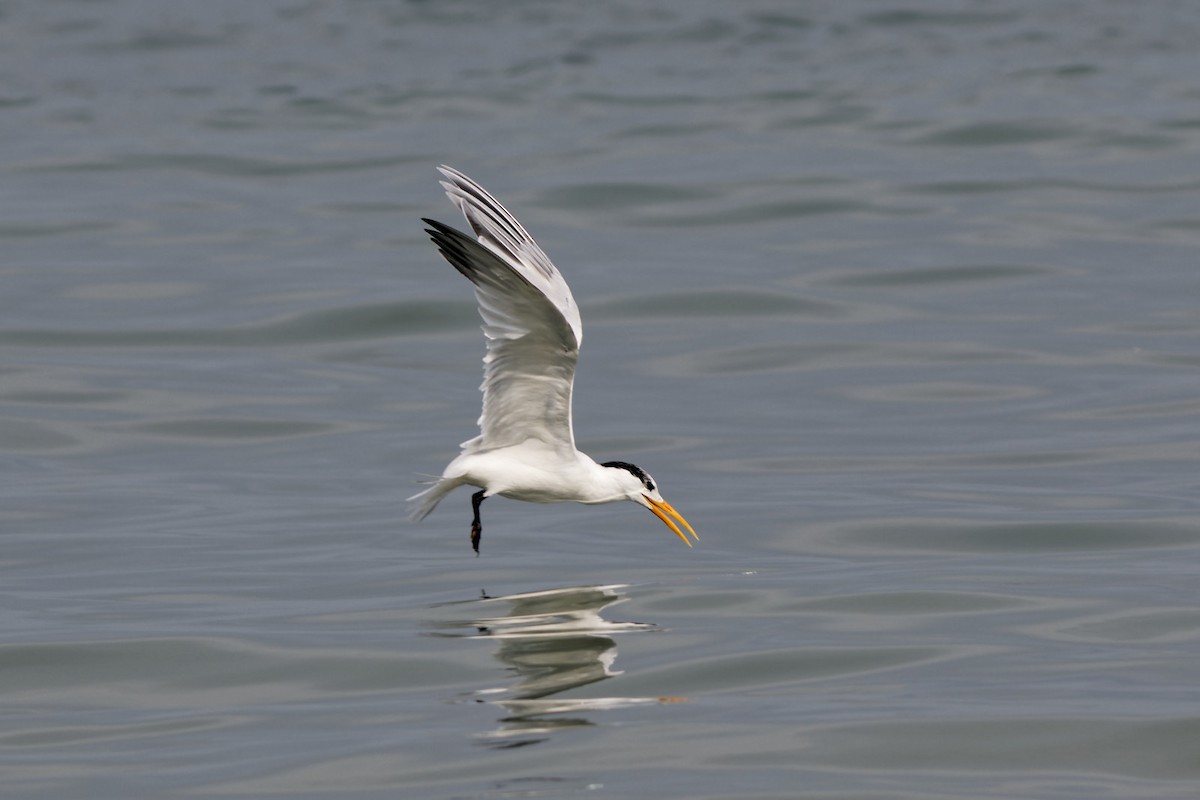 West African Crested Tern - ML545166331