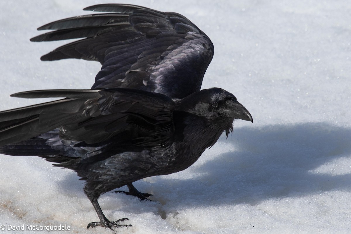 Common Raven - ML545170431