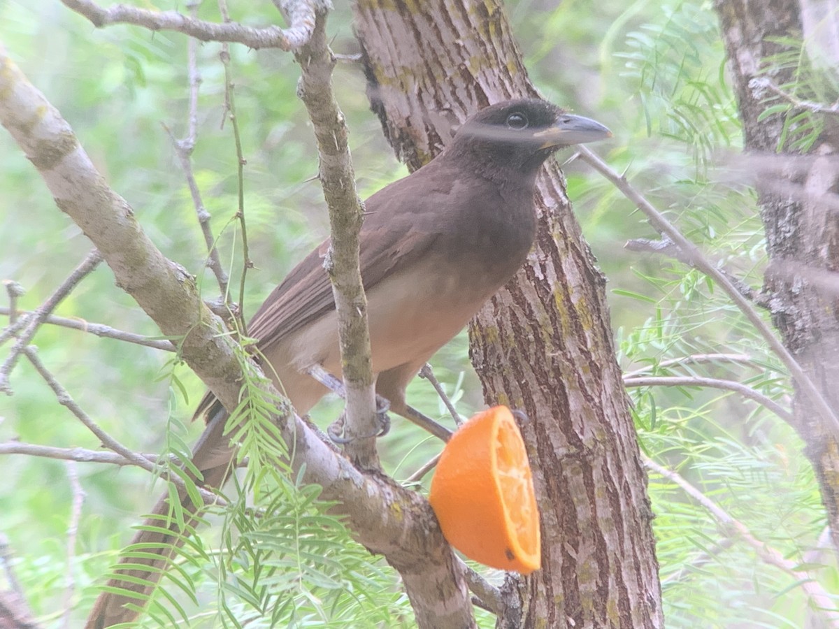 eBird Checklist 13 Mar 2023 Santa Margarita Ranch (LTC 079)(Starr