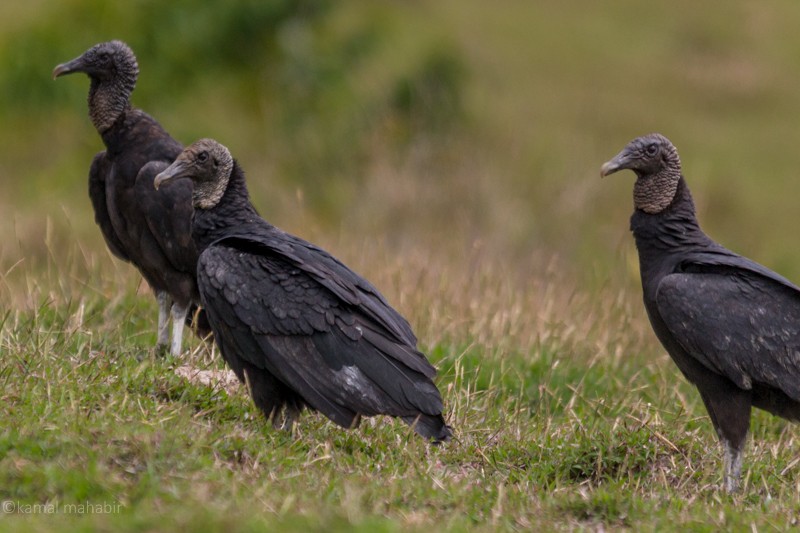 Black Vulture - Kamal Mahabir