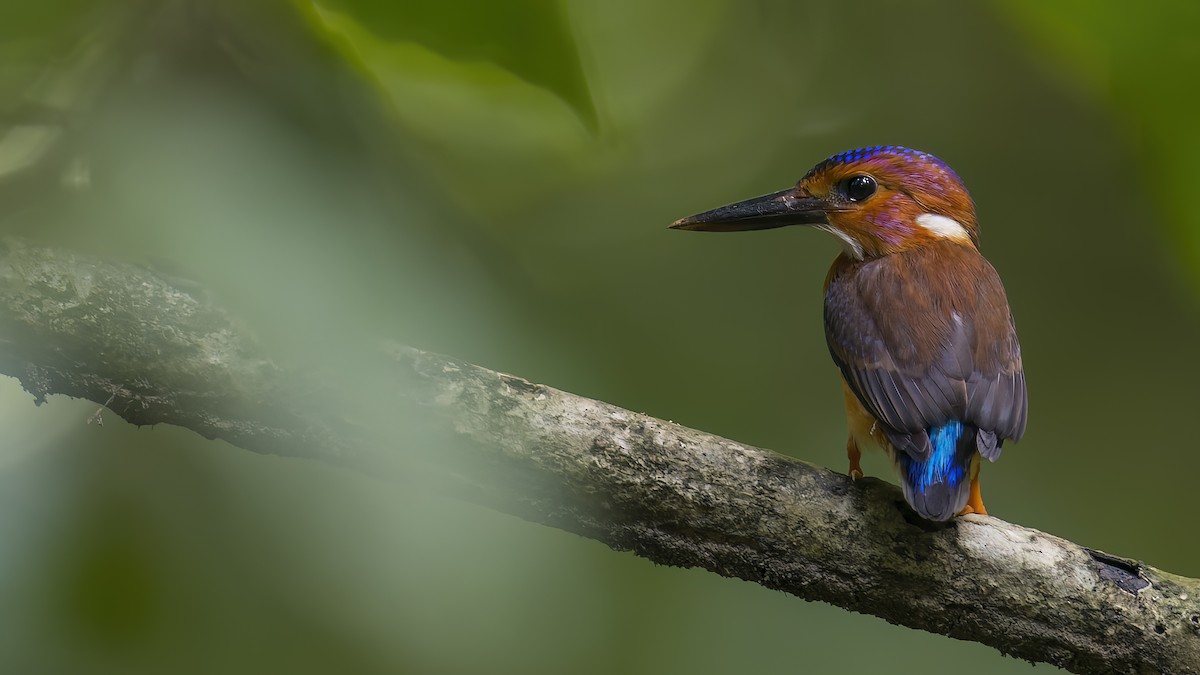 Sulawesi Dwarf-Kingfisher - Kenneth Cheong