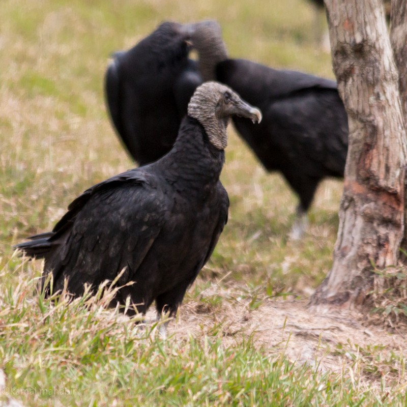 Black Vulture - ML54517251