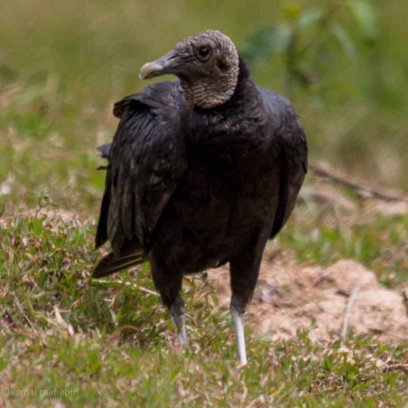 Black Vulture - ML54517271