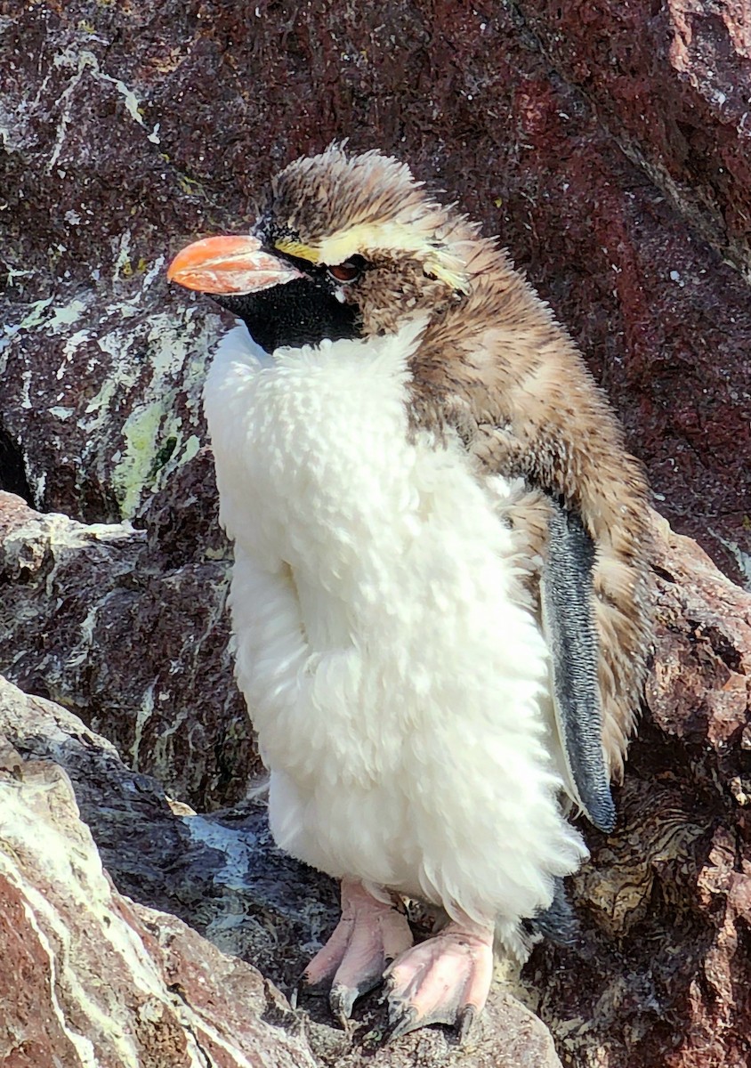Снарский пингвин - ML545175201