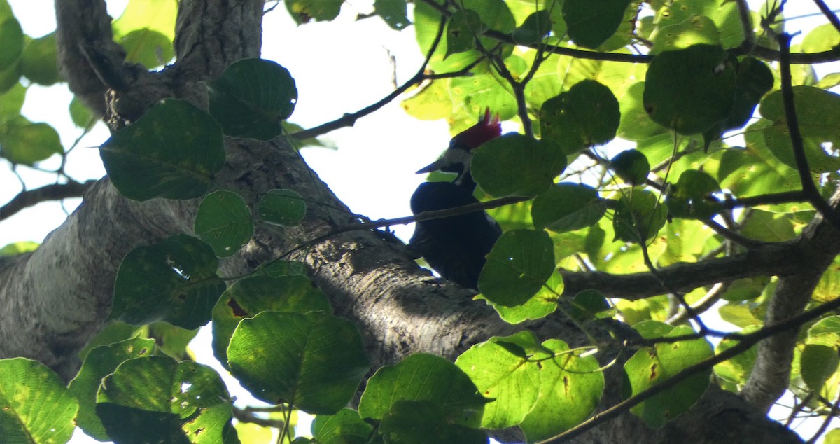Crimson-crested Woodpecker - Carolina  Tosta Mayoral