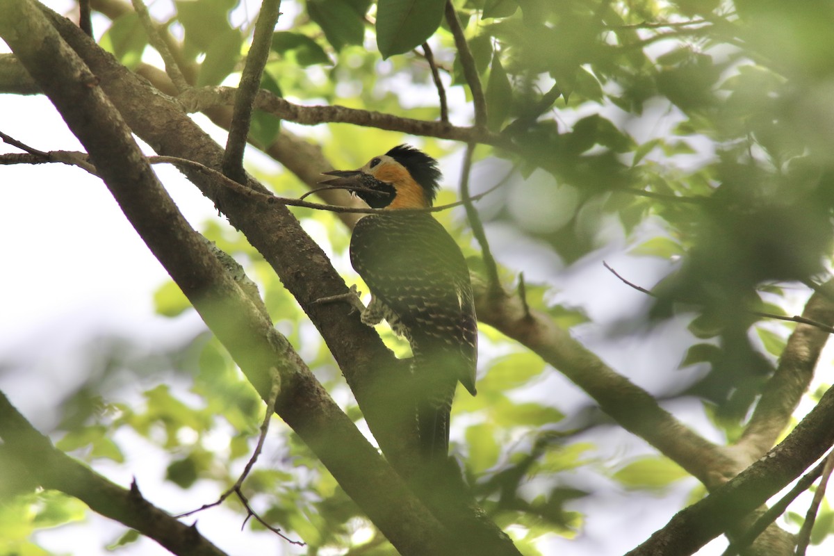 Green-barred Woodpecker - ML545179801