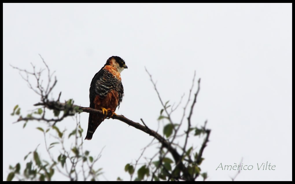 Orange-breasted Falcon - Americo Vilte