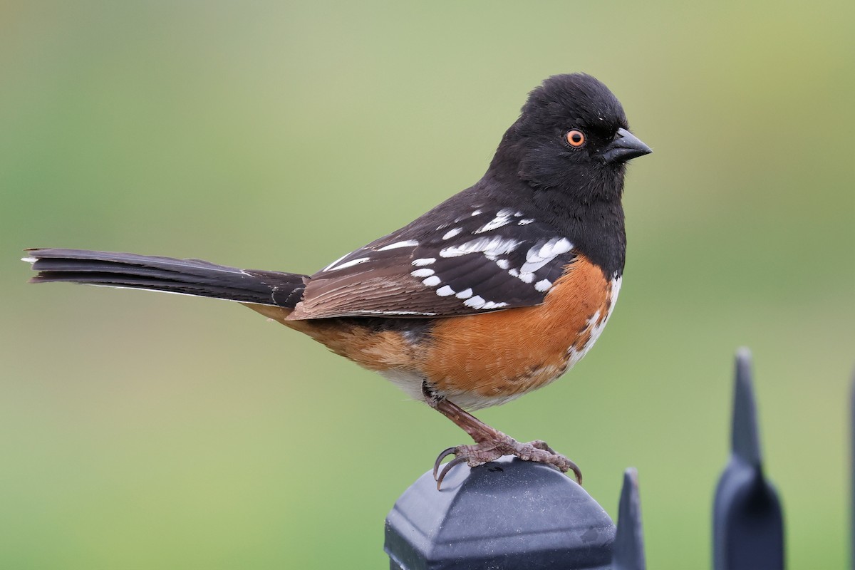 Spotted Towhee - ML545185171