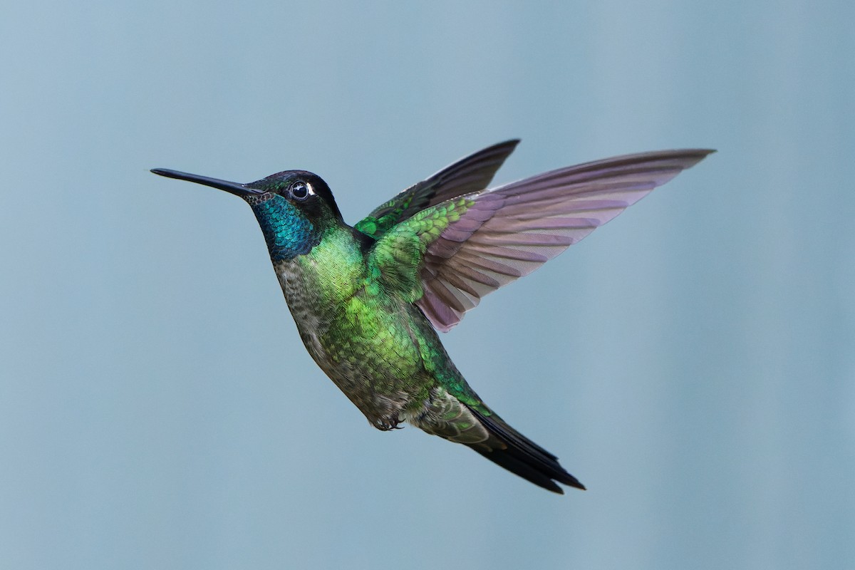 Talamanca Hummingbird - ML545185311