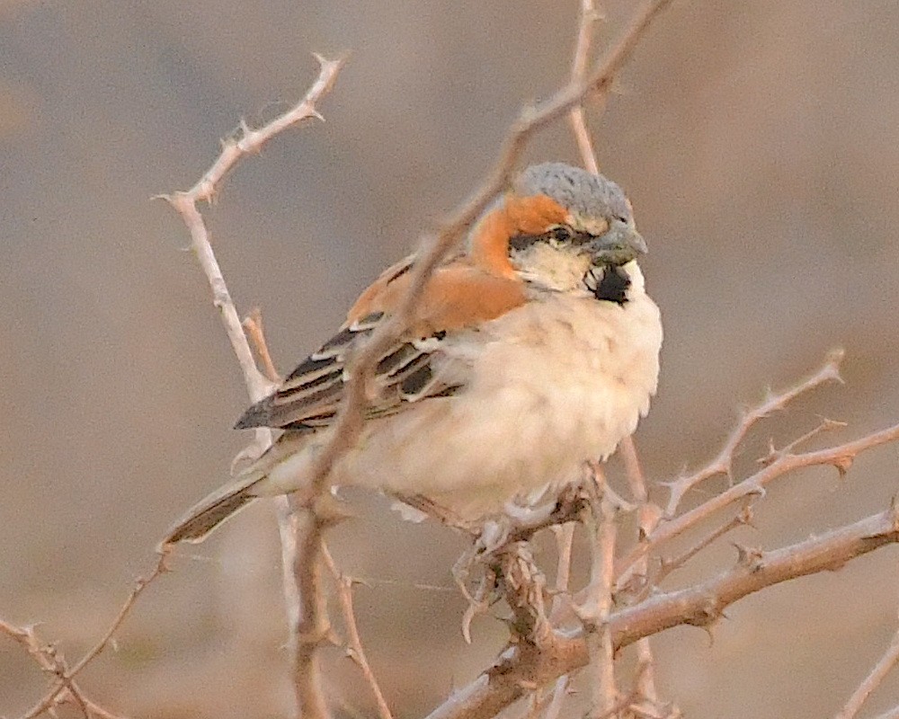 Shelley's Rufous Sparrow - ML545188981