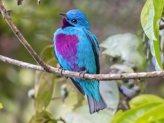  - Turquoise Cotinga