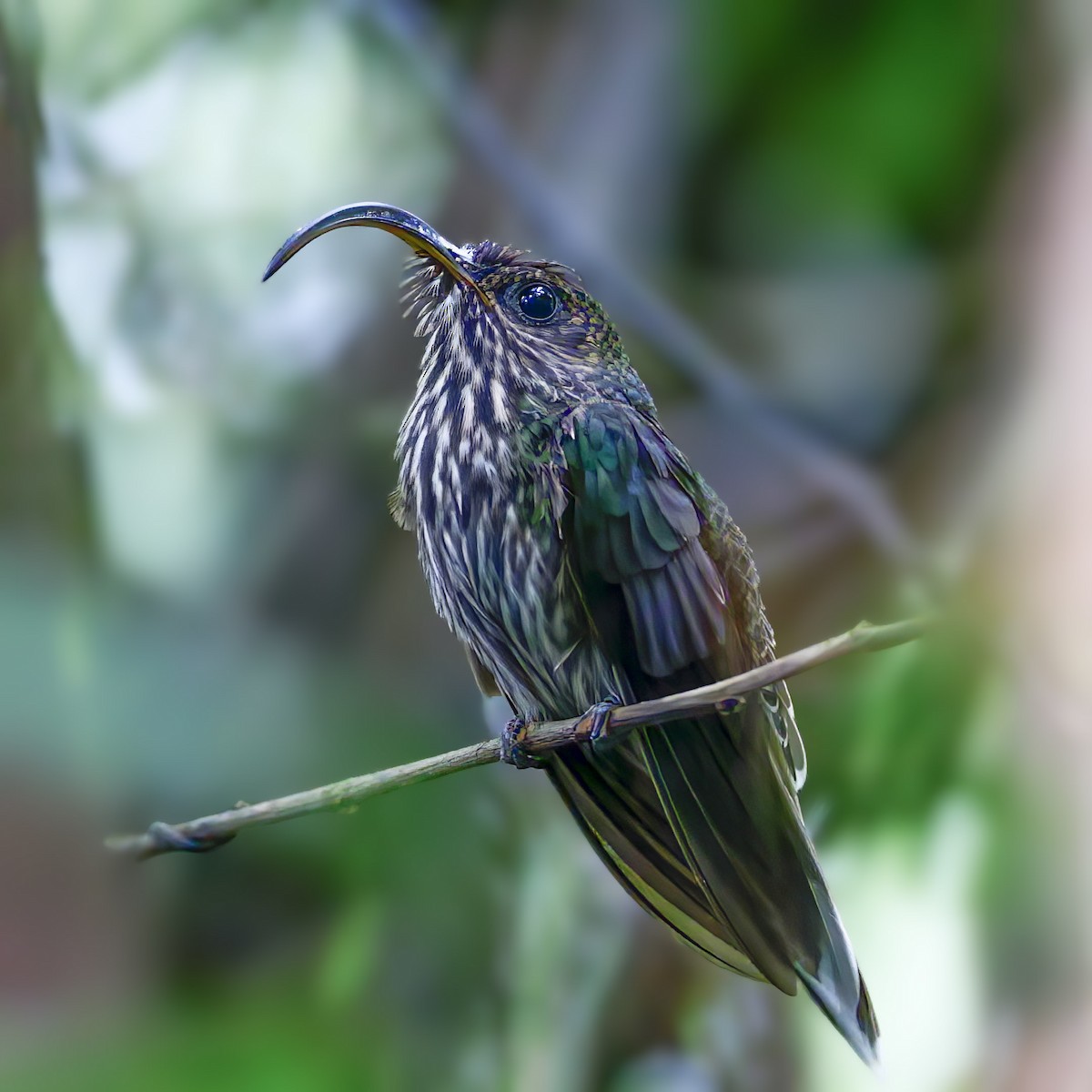 kolibřík orlozobec - ML545192141