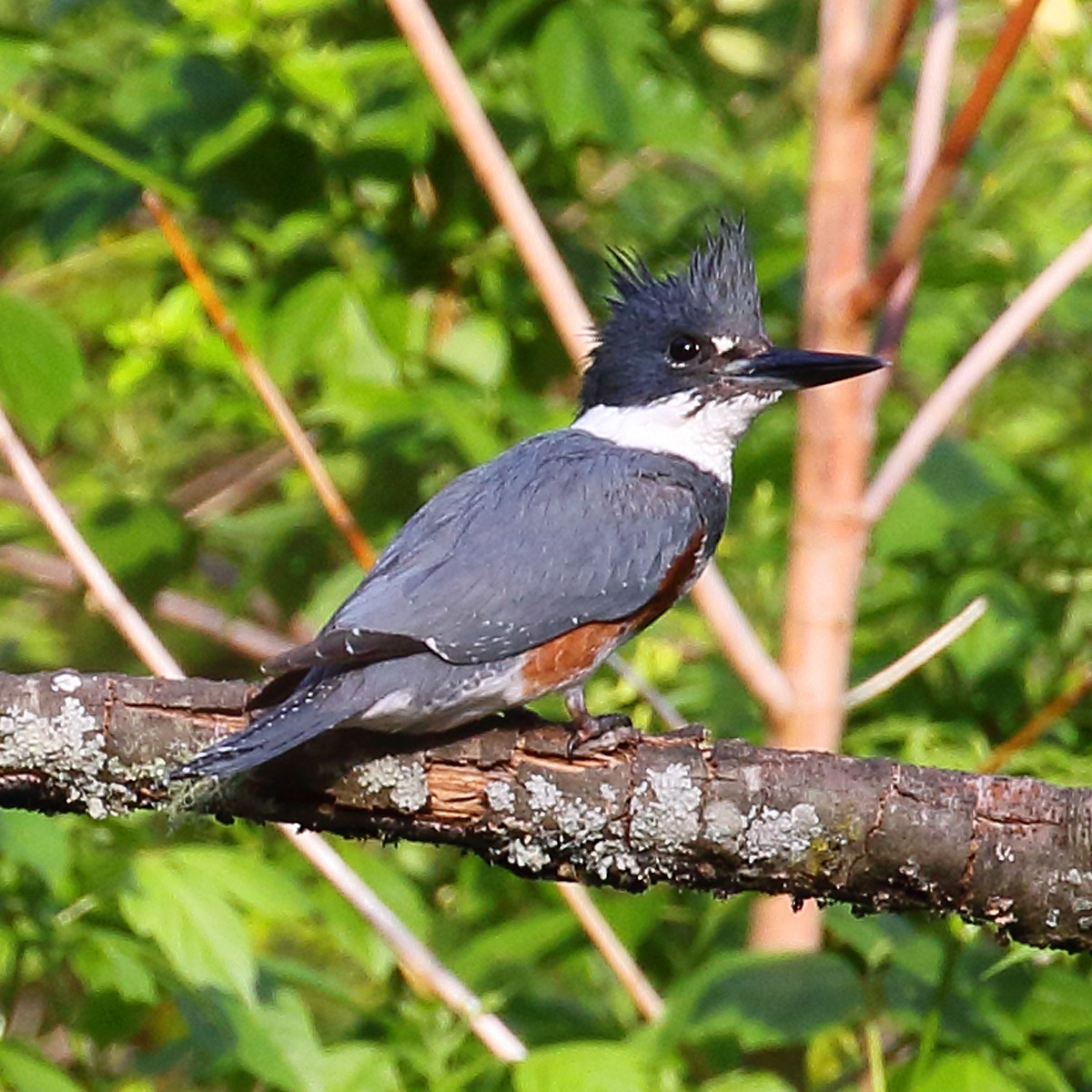 Belted Kingfisher - Dan Vickers
