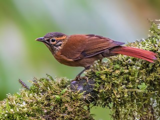  - Scaly-throated Foliage-gleaner