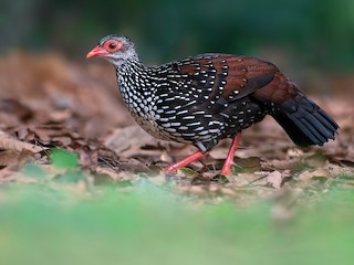  - Sri Lanka Spurfowl