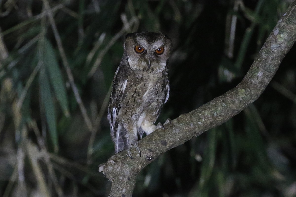 Philippine Scops-Owl - ML545196161
