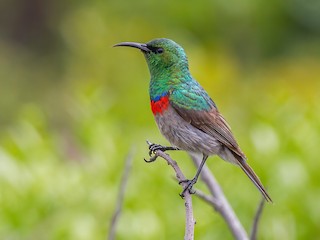  - Southern Double-collared Sunbird