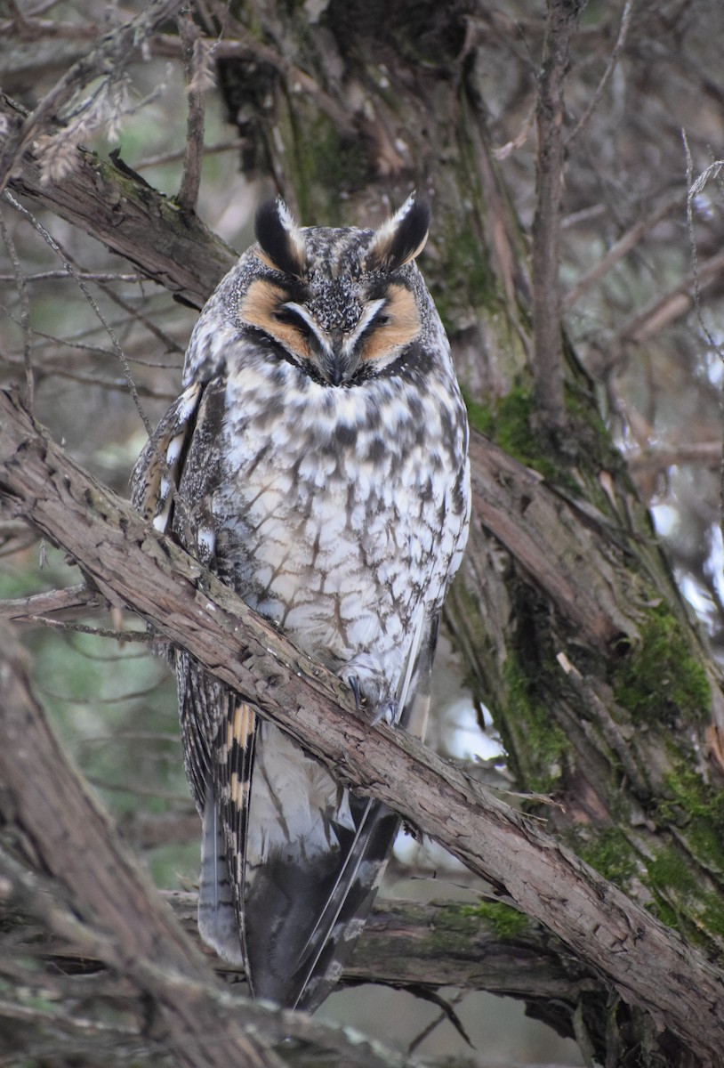 Long-eared Owl - ML545201121