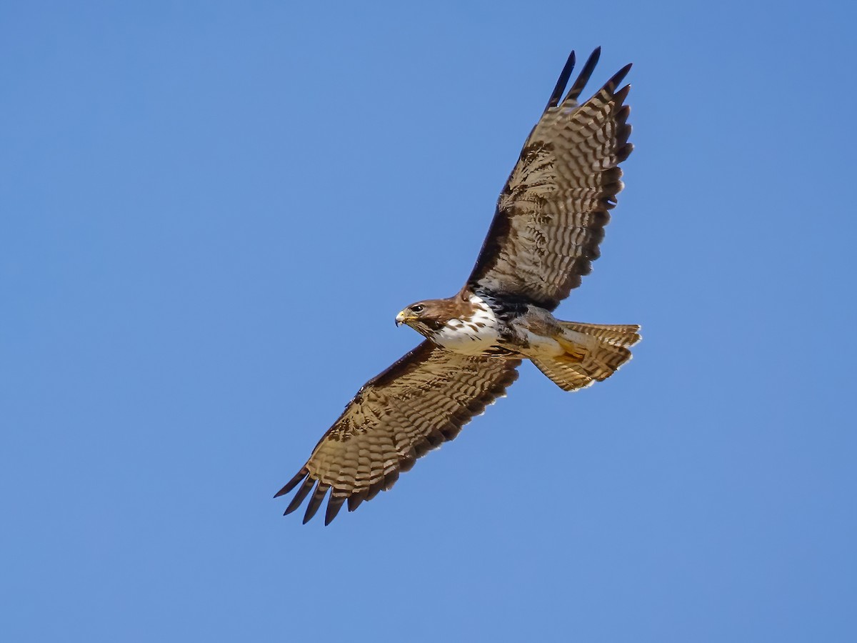 Rufous-tailed Hawk - Buteo ventralis - Birds of the World