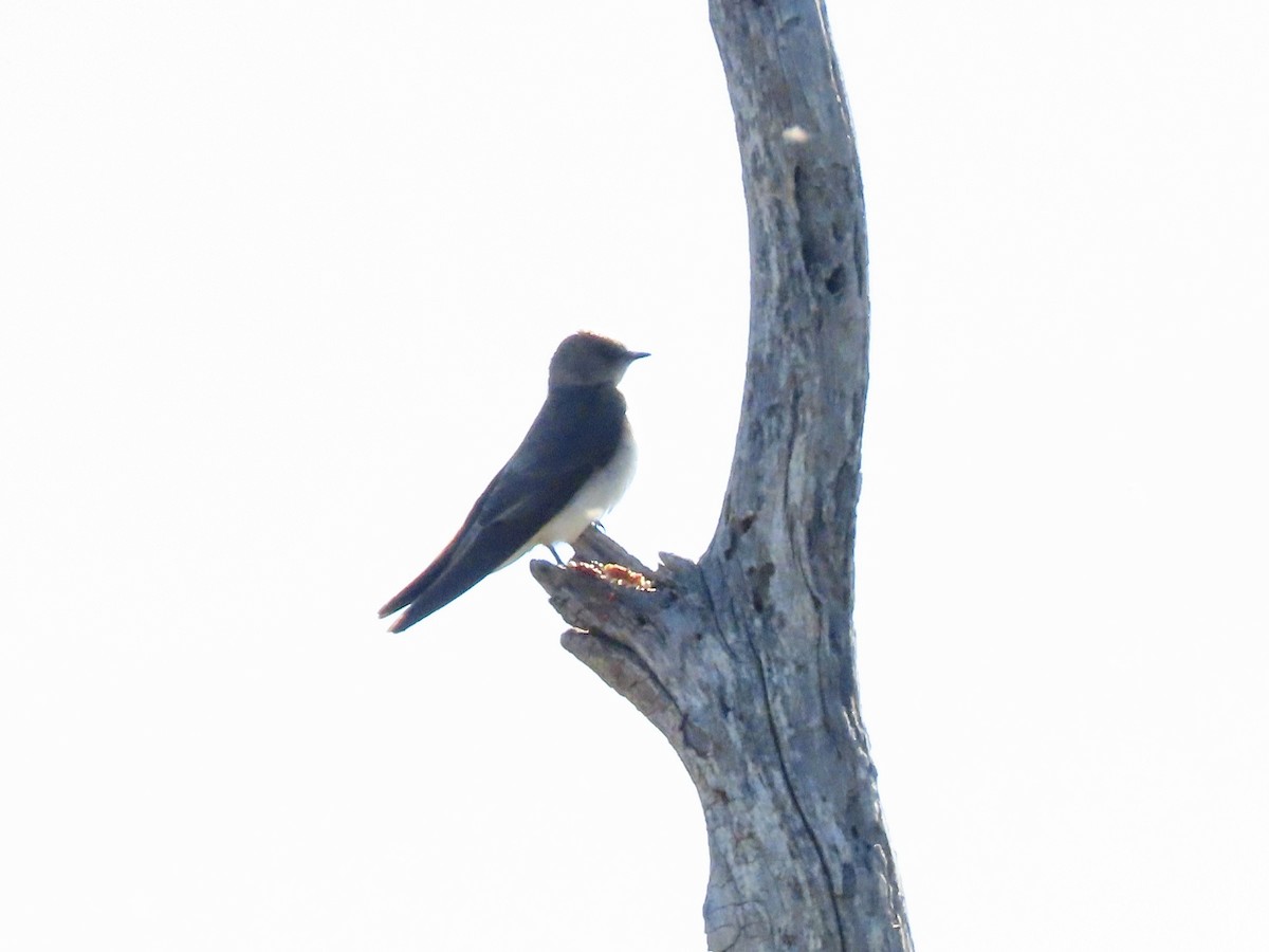 Northern Rough-winged Swallow - Babs Buck