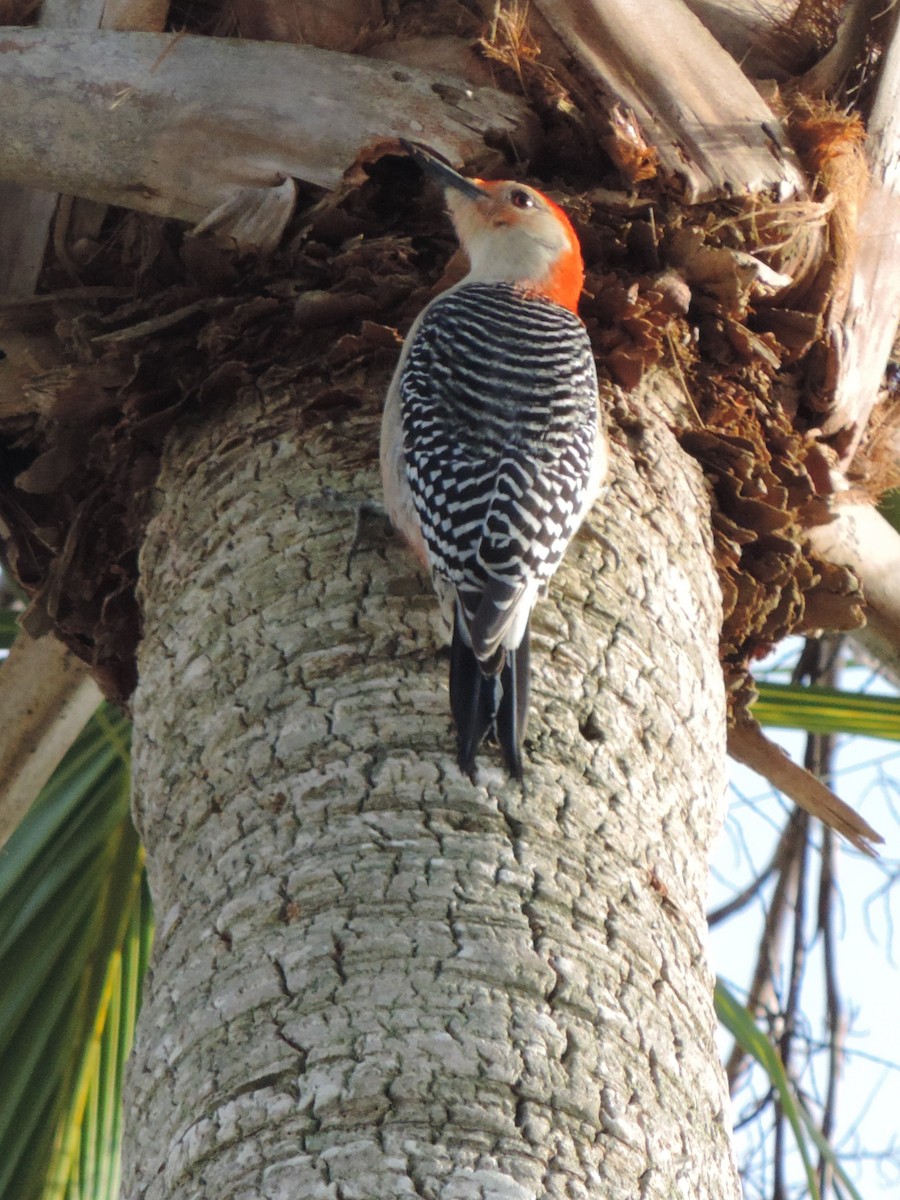 Red-bellied Woodpecker - ML545229811