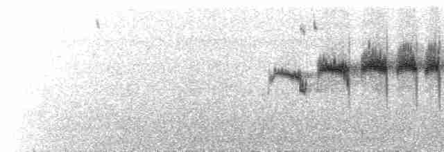  - Streak-throated Canastero