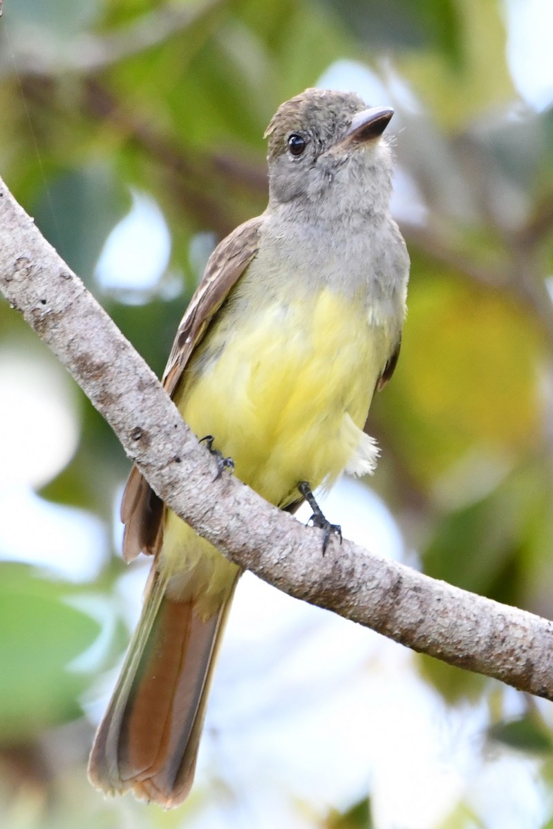 Great Crested Flycatcher - ML545232741