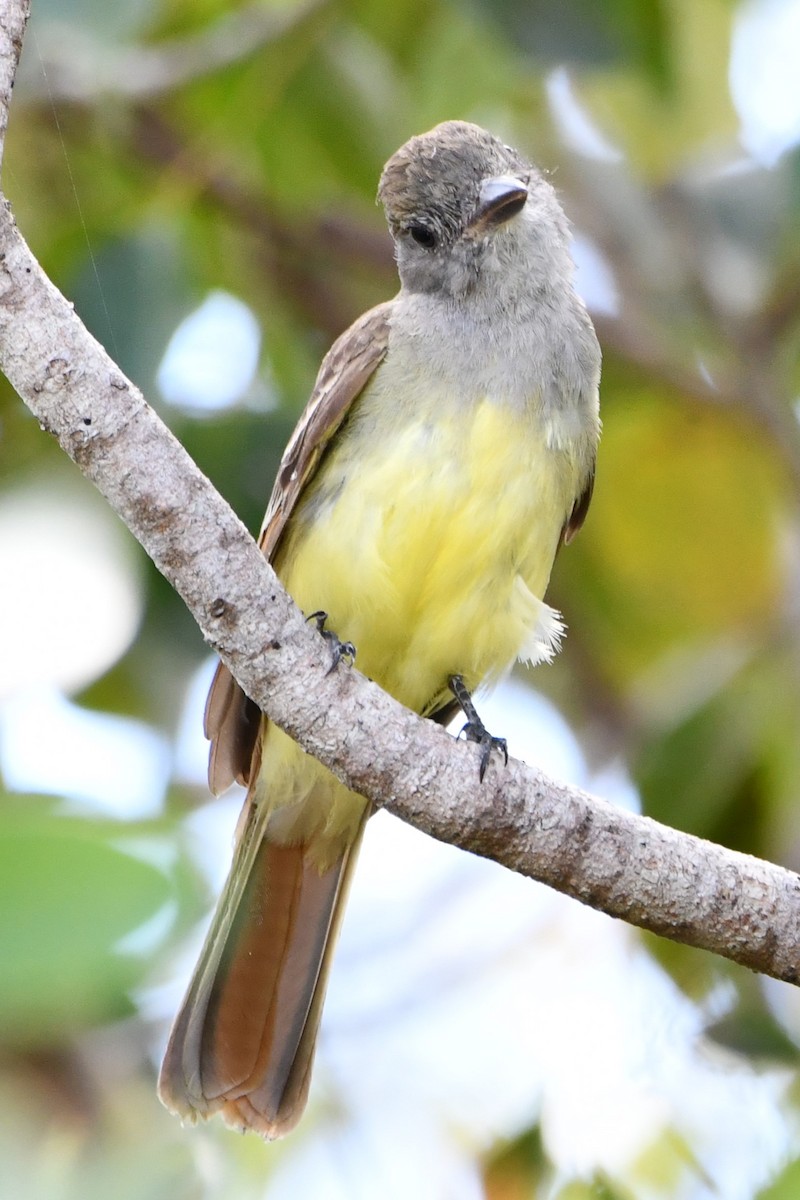 Great Crested Flycatcher - ML545232761