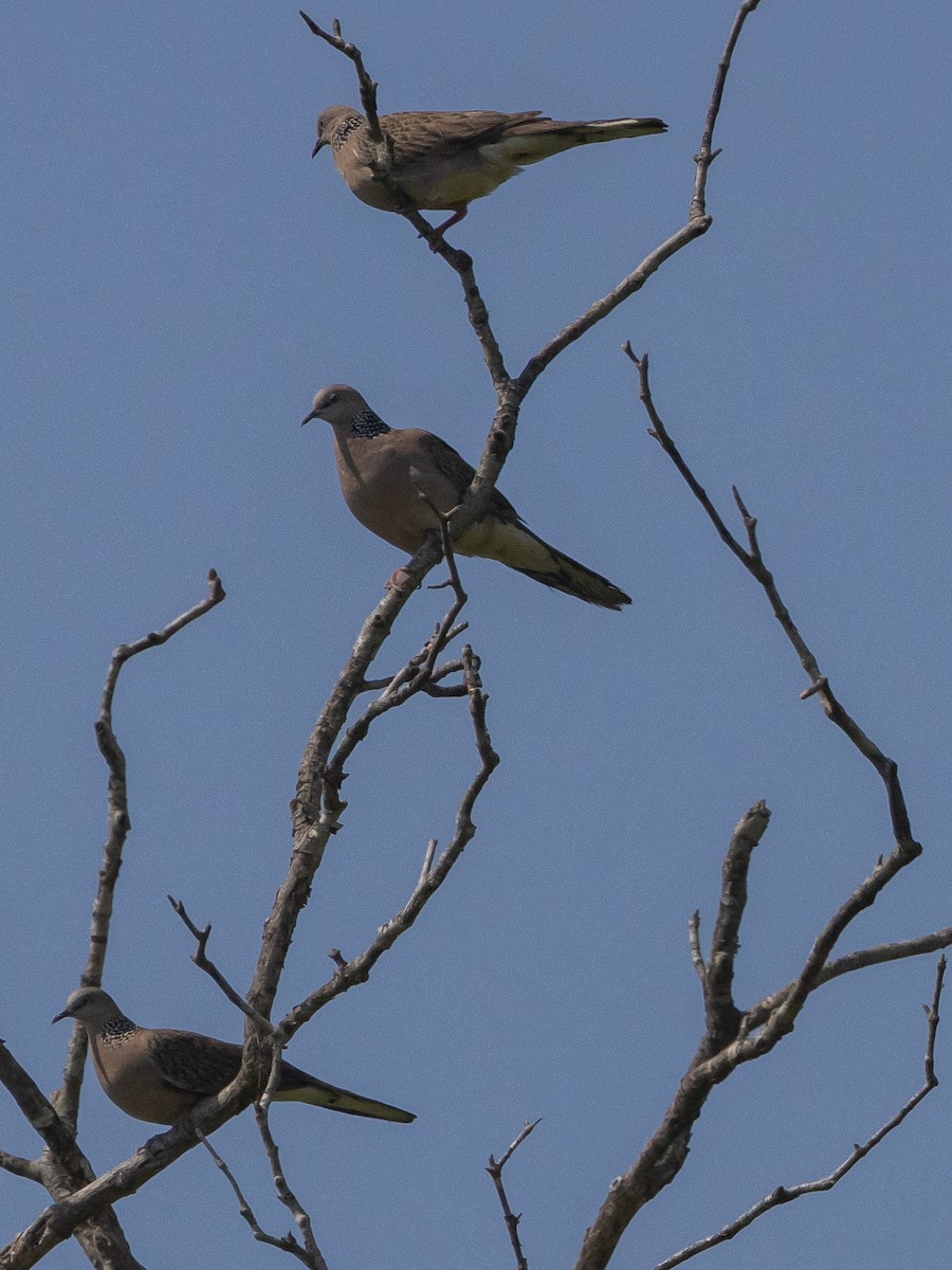 Spotted Dove - ML545235441