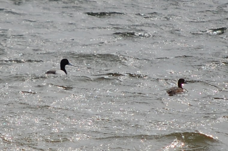Greater Scaup - Gillian  Richards