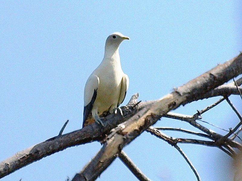 Torresian Imperial-Pigeon - ML545247111