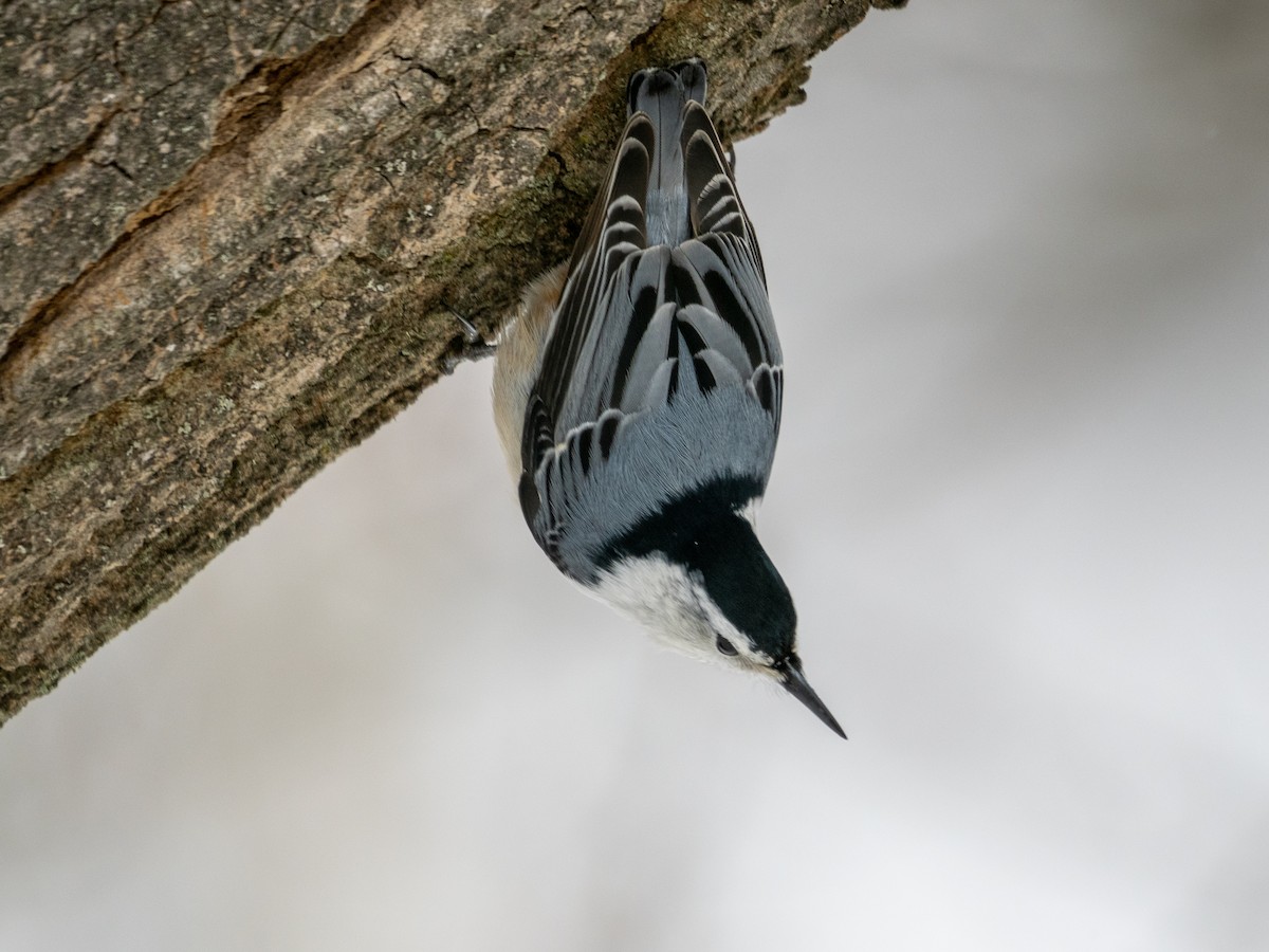 White-breasted Nuthatch - ML545252191