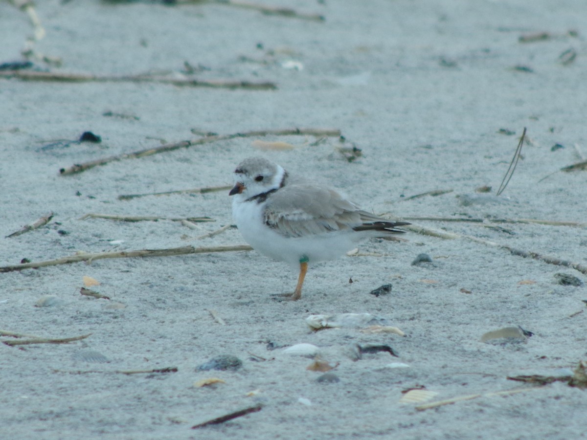 Piping Plover - ML545266931