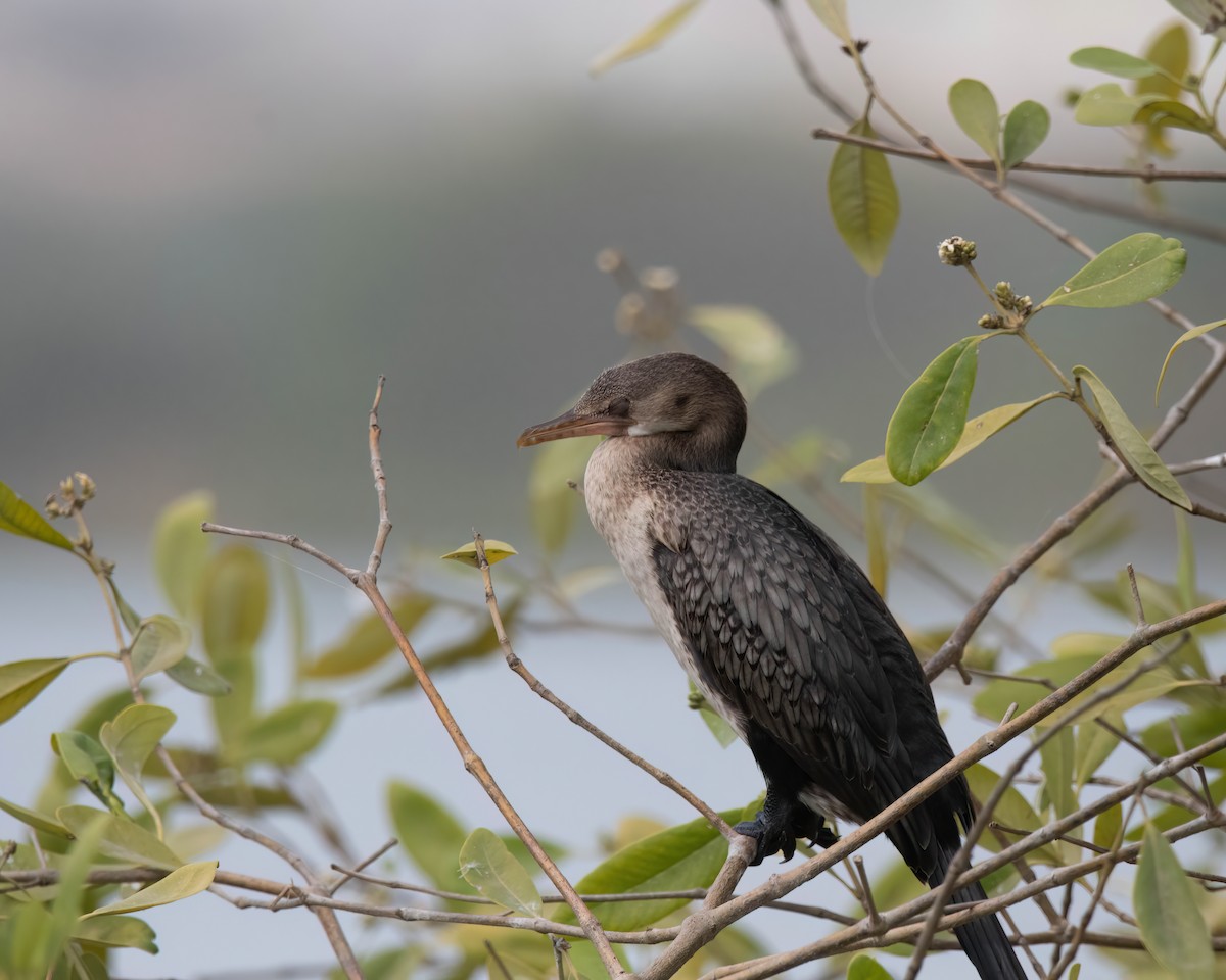 Long-tailed Cormorant - ML545267341