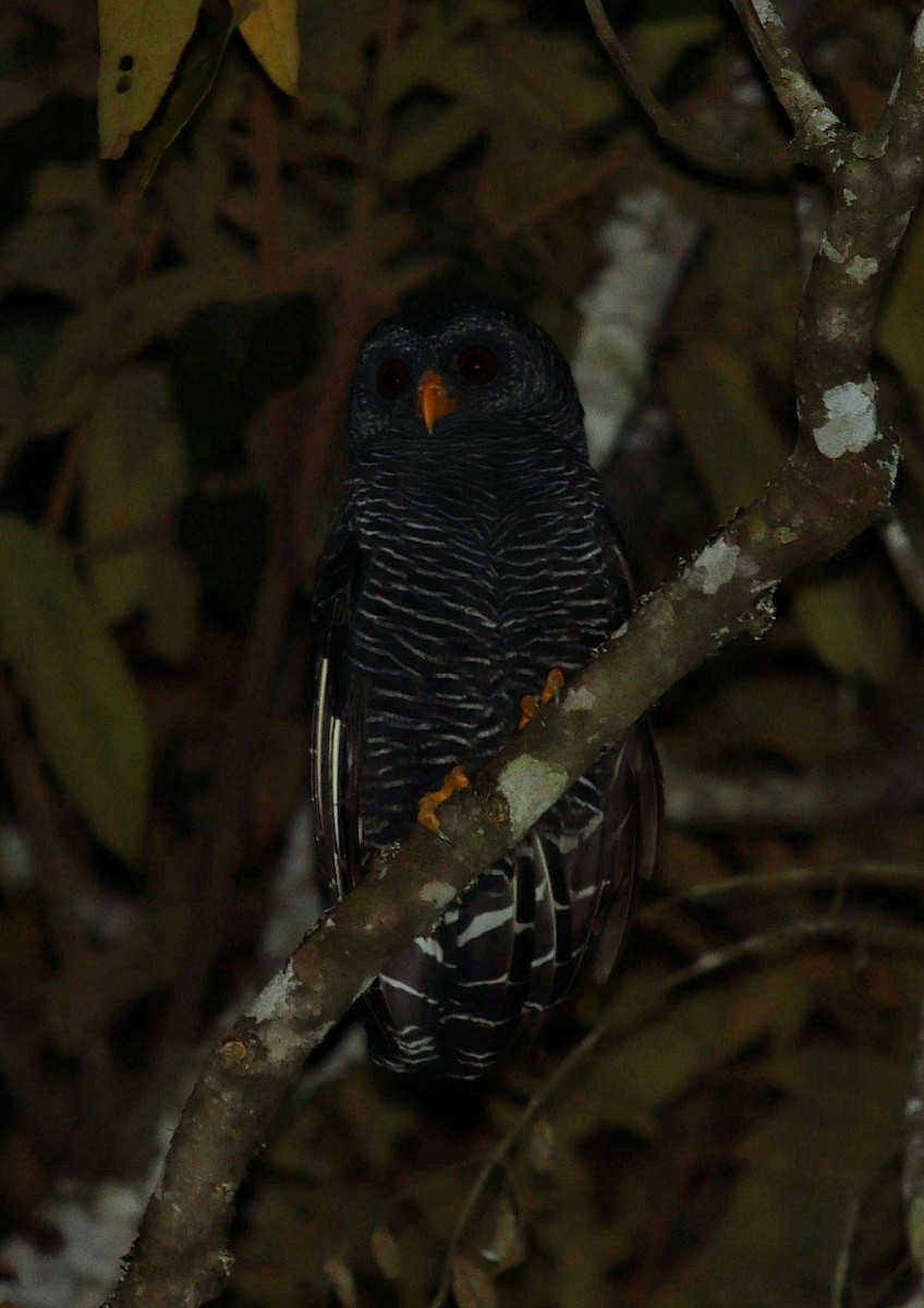 Black-banded Owl - ML545267461