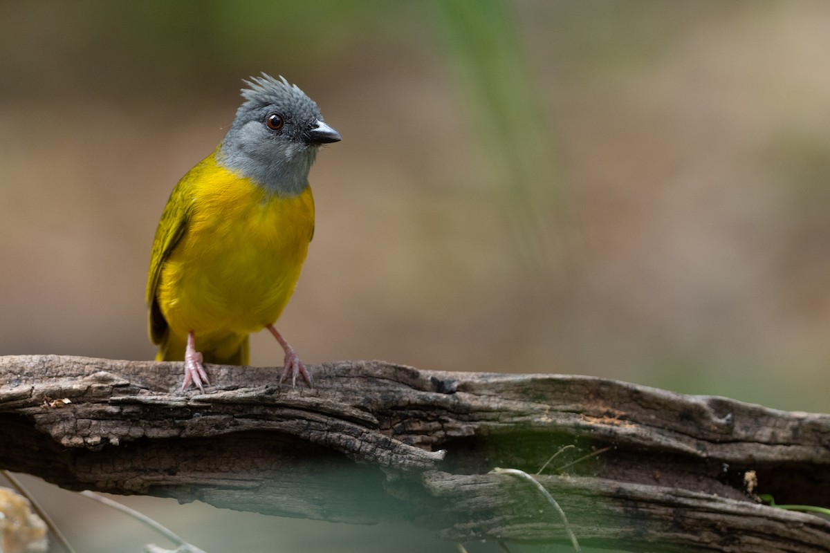 Gray-headed Tanager - Phil Chaon