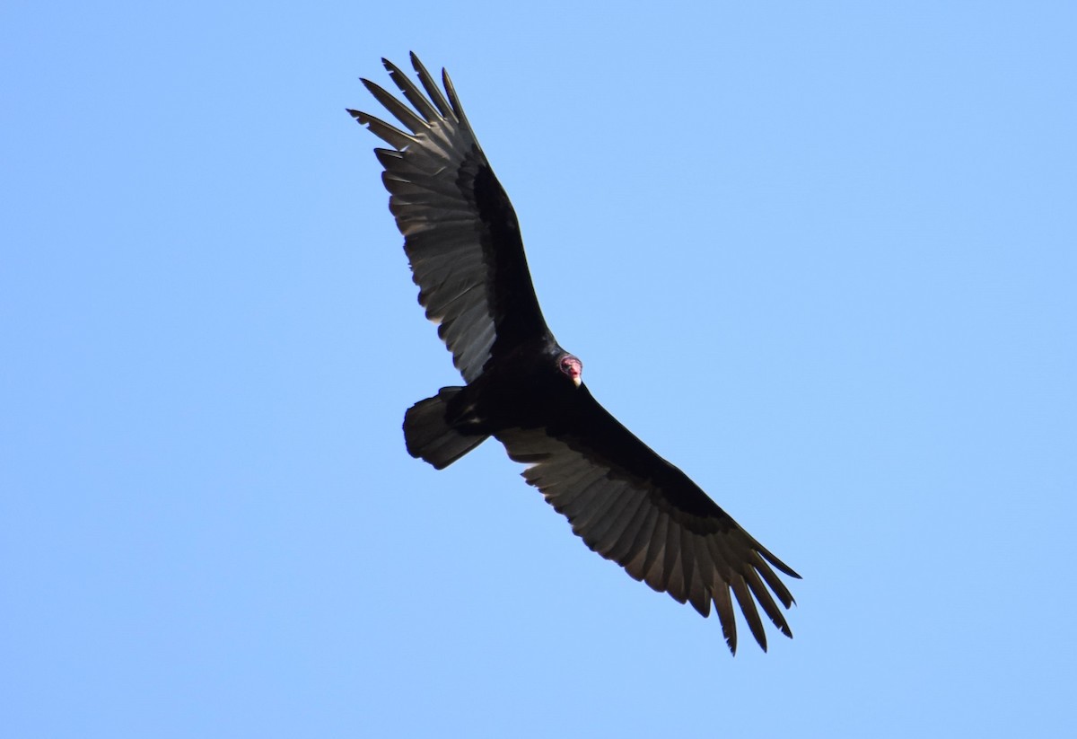 Turkey Vulture - ML545272621