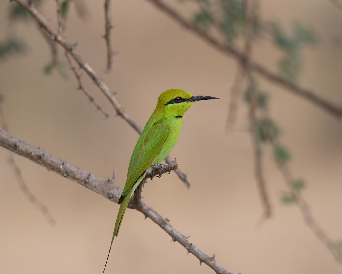 African Green Bee-eater - ML545277131