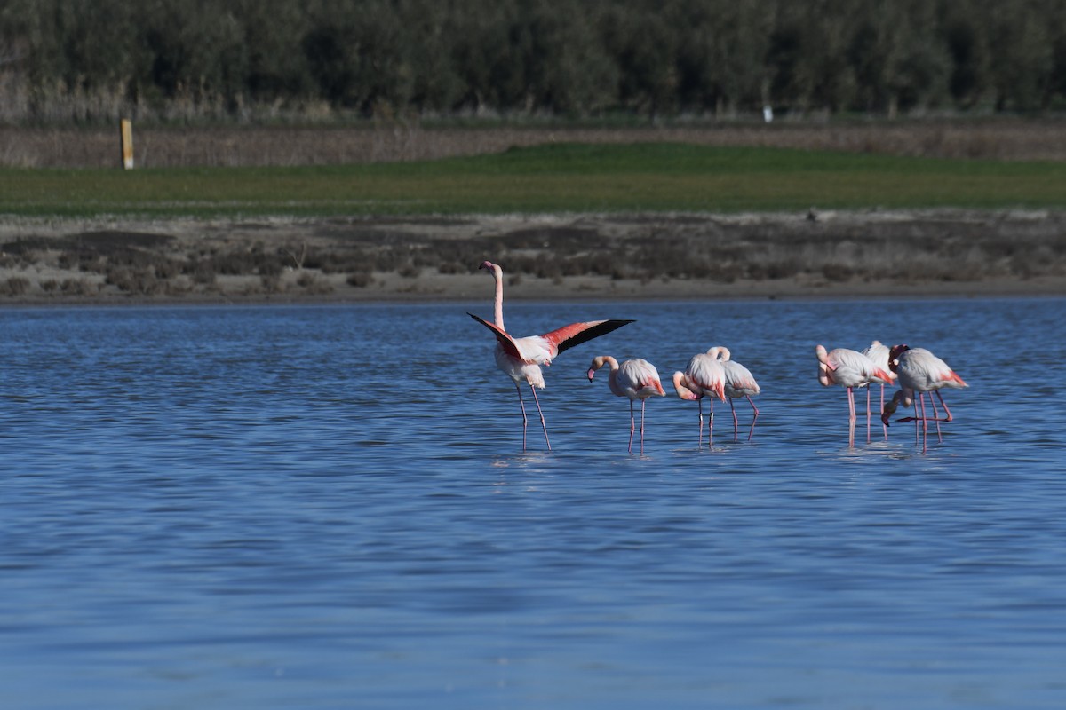 Greater Flamingo - ML545277221