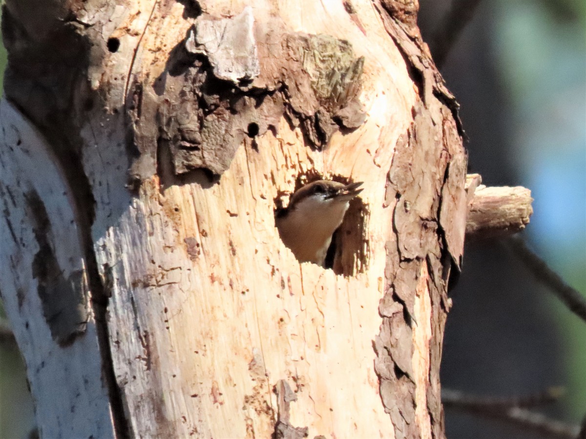 Brown-headed Nuthatch - ML545277441