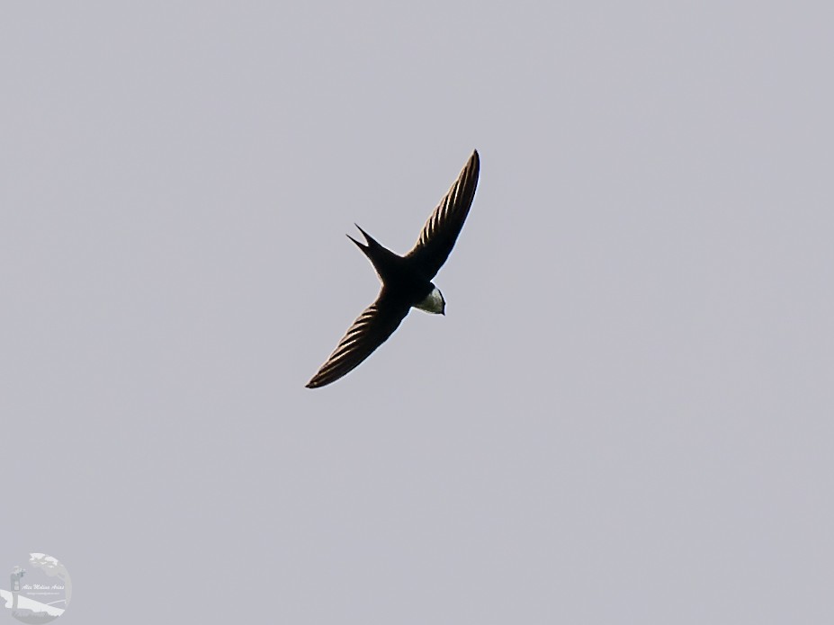 Lesser Swallow-tailed Swift - ML545278101