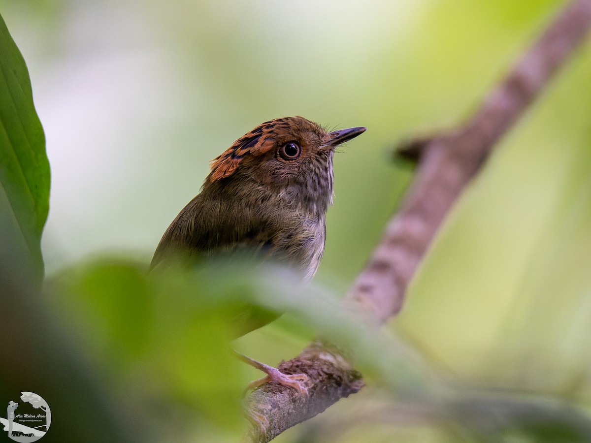 Scale-crested Pygmy-Tyrant - ML545279891