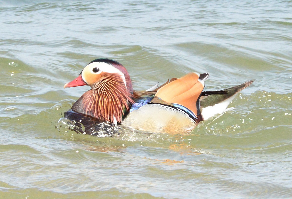 south shore yacht club duck