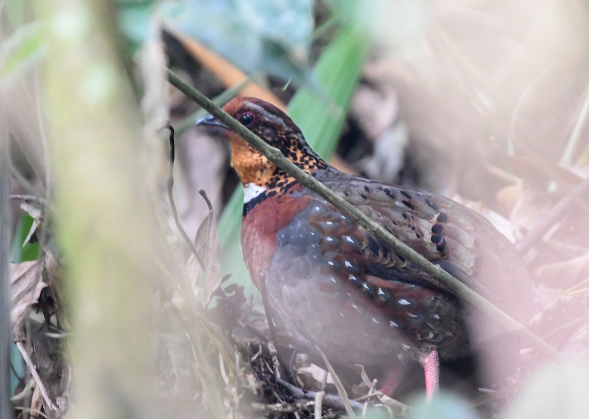 Chestnut-breasted Partridge - ML545283251