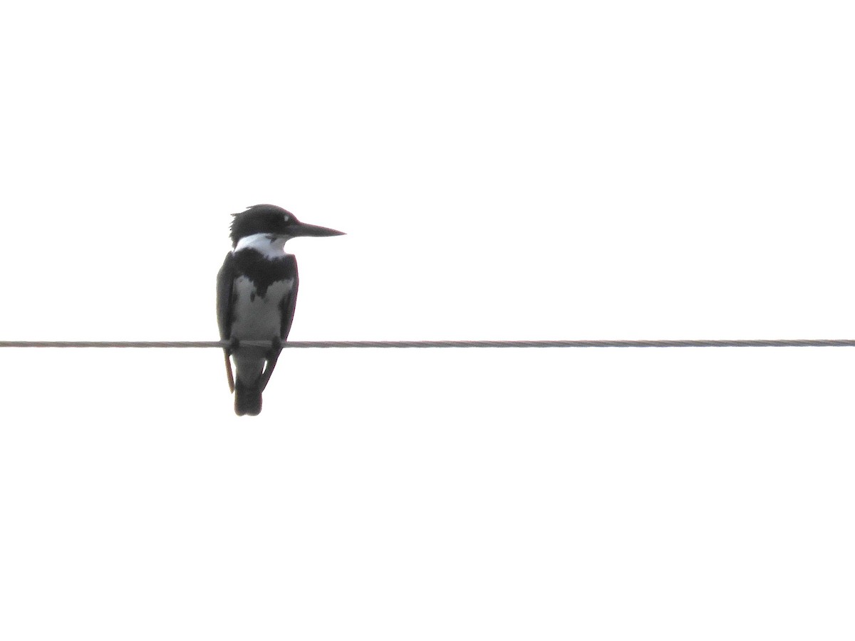 Belted Kingfisher - ML545286091