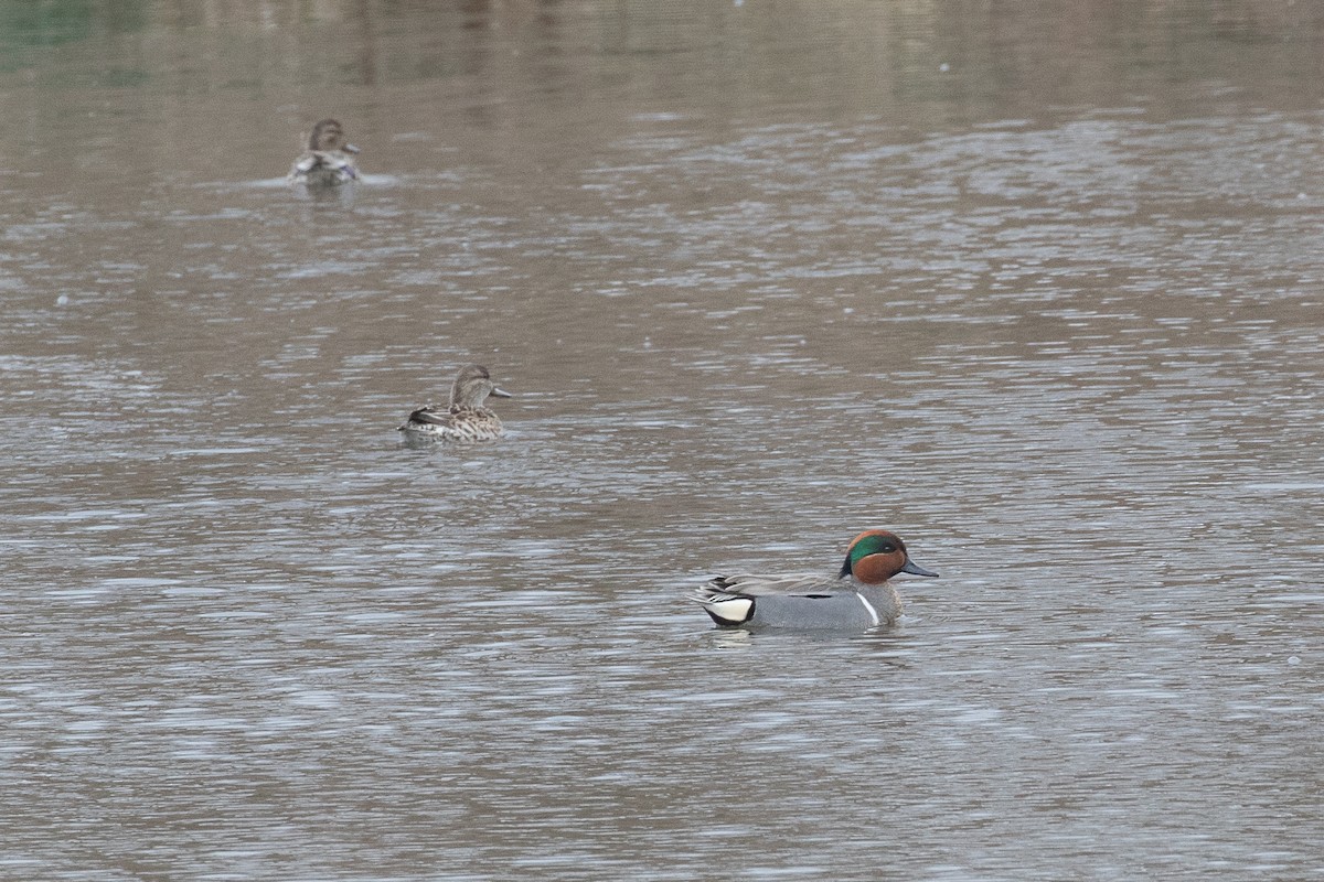 Green-winged Teal - ML545287451