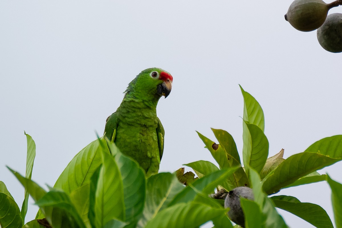 Red-lored Parrot - ML545288161