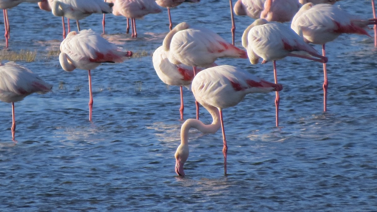 Greater Flamingo - Luke Safford