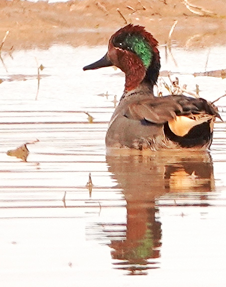 Green-winged Teal - ML545290351